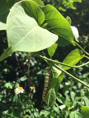 Tirumala limniace limniace