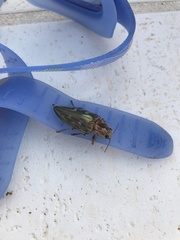 Chrysochroini