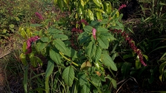 Phytolacca thyrsiflora