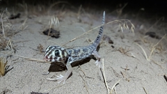 Teratoscincus scincus