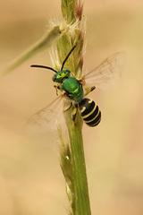Agapostemon tyleri