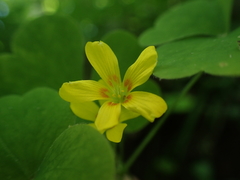 Oxalis illinoensis