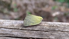 Ricania sublimata