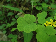 Oxalis illinoensis