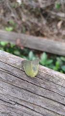 Ricania sublimata