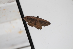 Philereme transversata