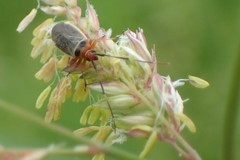 Adelphocoris rapidus