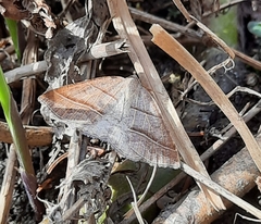 Petrophora subaequaria