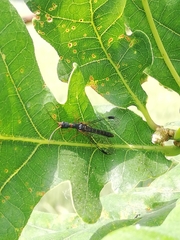 Parainocellia bicolor