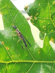 Parainocellia bicolor