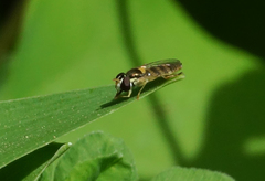 Sphaerophoria contigua