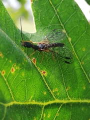 Parainocellia bicolor