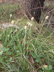 Carex pediformis