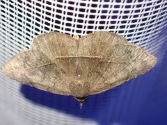 Maxera