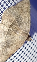 Maxera