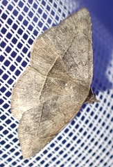 Maxera
