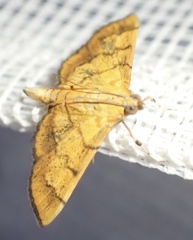 Orphanostigma