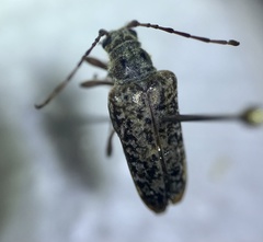 Anthophylax attenuatus