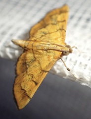 Orphanostigma