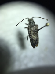 Anthophylax attenuatus