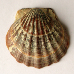 Flexopecten glaber ponticus