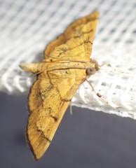 Orphanostigma