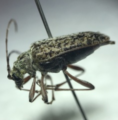 Anthophylax attenuatus