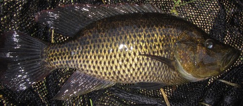 Serranochromis altus