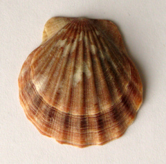 Flexopecten glaber ponticus