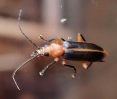 Ditylomorphus