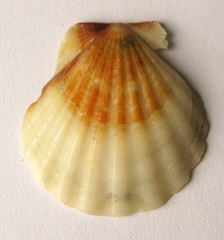 Flexopecten glaber ponticus