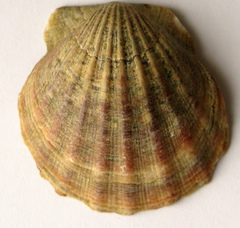 Flexopecten glaber ponticus