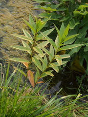 Asclepias incarnata incarnata