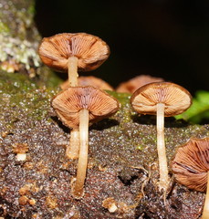 Psathyrella echinata