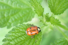 Cryptocephalus octopunctatus
