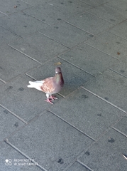 Columba livia domestica