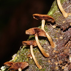 Psathyrella echinata