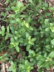 Dyschoriste oblongifolia