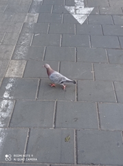 Columba livia domestica