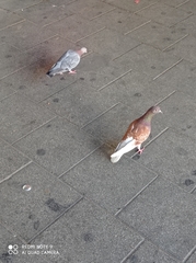 Columba livia domestica