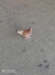 Columba livia domestica