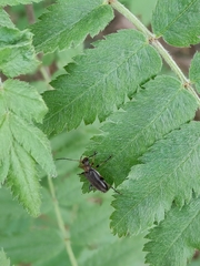 Cortodera femorata
