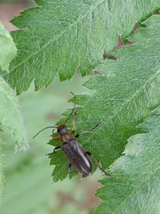 Cortodera femorata