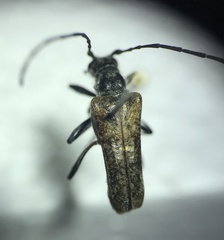 Anthophylax attenuatus