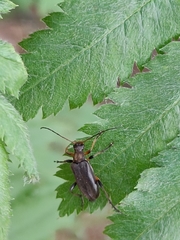 Cortodera femorata