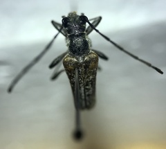 Anthophylax attenuatus