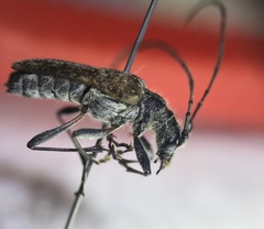 Anthophylax attenuatus