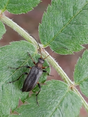 Cortodera femorata