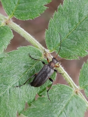 Cortodera femorata