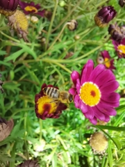 Apis mellifera